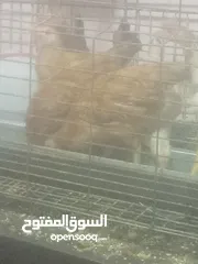  3 فراخ بلدي بط مس كوفي رومي بلدي فراخ بيور فراخ فيومي