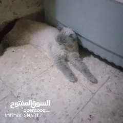  2 للبيع للبيع