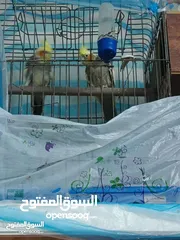  2 جوز كوكتيل للبيع تحتيه بيض