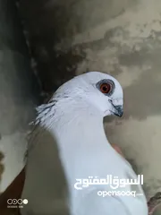  1 حمام للبدل على جاج