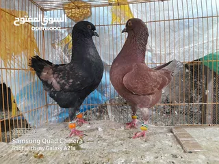  4 جوز كينجات مدنسرات