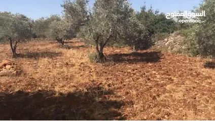  5 أرض للبيع جميلة ومليئة بأشجار الزيتون