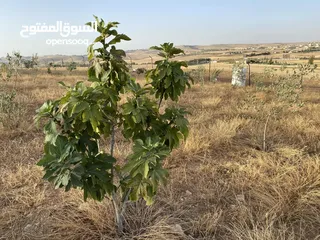  27 مزرعة للبيع مع بناء للبيع في لب حوض الغدير - مادبا مع امكانية البدل على شقة