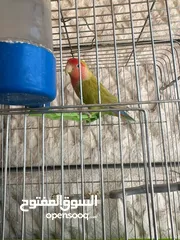 9 إقرأ الوصف