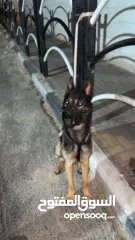  1 كلب جيرمن شيبرد ذكر العمر سنة