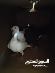  5 مساء الخير حمام للبيع لعدم توفر مكان لهم