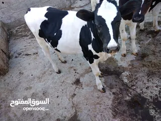  2 عجول صغار وكبار وفالي