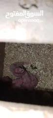  3 جوز كوكتيل البينو تحته فراخ