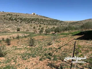  25 منزل ومزرعة للبيع في منطقة المريجمة-مادبا