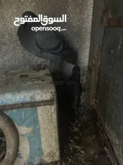  5 فراخ زواجل فطم جديد و7 حبات طيور حمام صواريخ