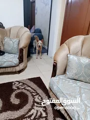  1 ذكر وانثى للتبني بشرط مخافة الله فيهم كثير نظاف واليفات ومتعودين على كلشي