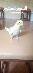  8 فرخ كوكتيل للبيع