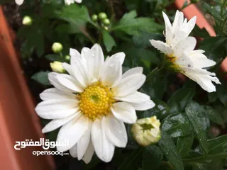  3 دخلة الحتو اسكان الشروق عل شارع رئيسي