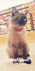  10 بسينة هملايا عمرا سنة