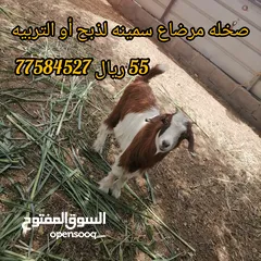  1 حلال متنوع التفاصيل ف الصوره