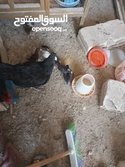  2 دجاج للبيع