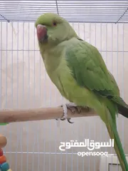  11 طيره دره جاهزه شبه أليفه