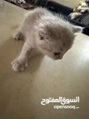  3 3 قطط للبيع هميلايا