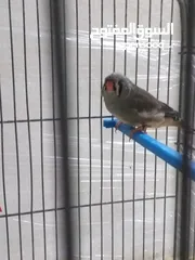  3 طيرة مكس انجليش جراي