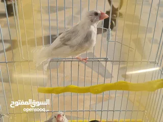  10 متاح جوزين جاوا مخاليف بايد لون ابيض والمنيوم وجوز لون اسود