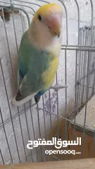  10 جوز روز منتج حجم و صحه و نظافه و ريش