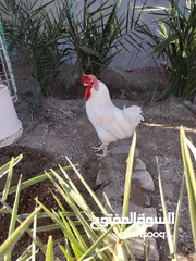  4 ديوجه عرب كلمن وسعره