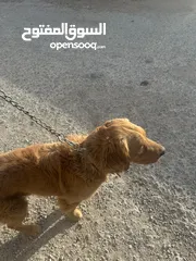  1 كلب جولدن ريتريفر ..بيور و اليف جداا و لعوب