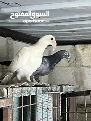  1 فراخ للبيع