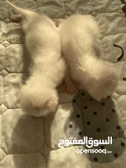  1 قطه شيرازيه مع اولادها