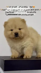  3 Best quality chow chow