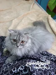  2 ذكر العمر شهرين ونص