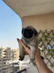  16 جراوي بج، pug puppies