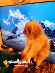  13 جراوي بودل بيور للبيع