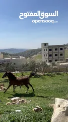  4 فرس انجليزيه فل مسجله في نادي السباق للخيول