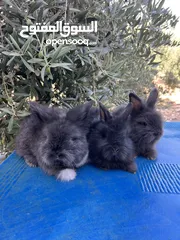  6 ارانب زينه •••الارنب المقزم وانجورا تيدي بير بيور•••