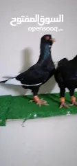  3 اجواز مسويد