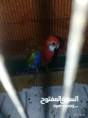  8 عصافير للبيع