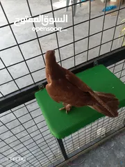  3 جوز مكاوي فراخ