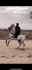  3 حصان مصري بيور