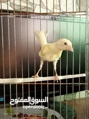  19 جوز كنار بناديق  شغال مع فرخهن