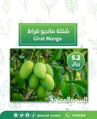  2 شتلات و أشجار المانجو المختلفة لدى مشتل الأرياف بأسعار مناسبة ومنافسة  mango tree