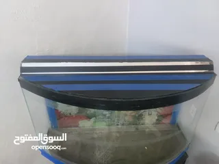  1 حوض سمك كبير