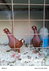  3 جوز مسويد سلافر