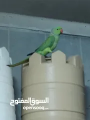  2 ذكر دره جاهز