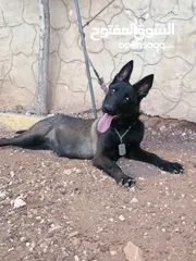  29 ضيوفنا الكرام  عيشو التجربه عنا بمزرعة وشاليه النور  مكان هادي وخصوصيه عائليه ومناظر طبيعية إلك وللأ