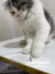  4 قطة  نوع بيرشن