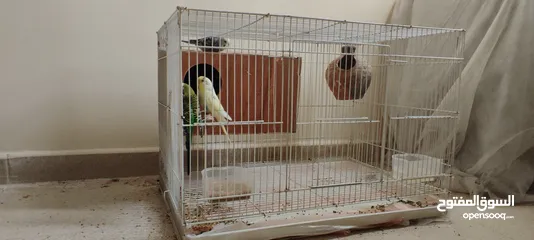  2 Love birds with cage and auto dispenser good condition
