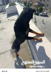  6 انثي روت وايلر
