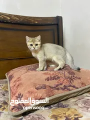  6 قطط سكوتش فولد