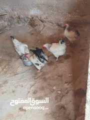  4 بيض دجاج ساسكس للبيع